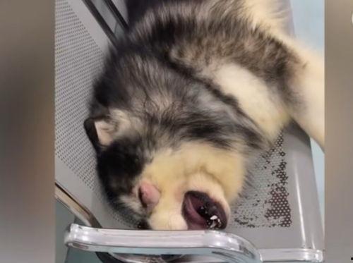 爆料狗狗打架视频大全集,盘点全网热门打架视频合集  第1张