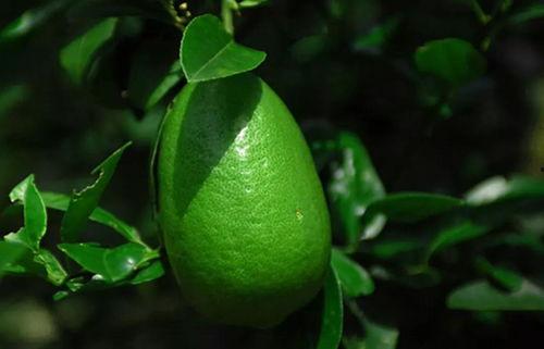 香水柠檬爆料方法视频,视频教学大公开